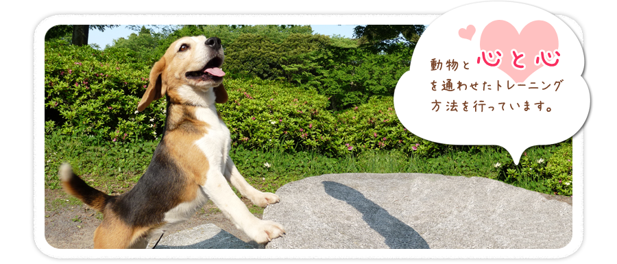 動物プロダクション・東京・千葉・グレートピレニーズ犬舎｜ホワイトスプレンダートップ画像3